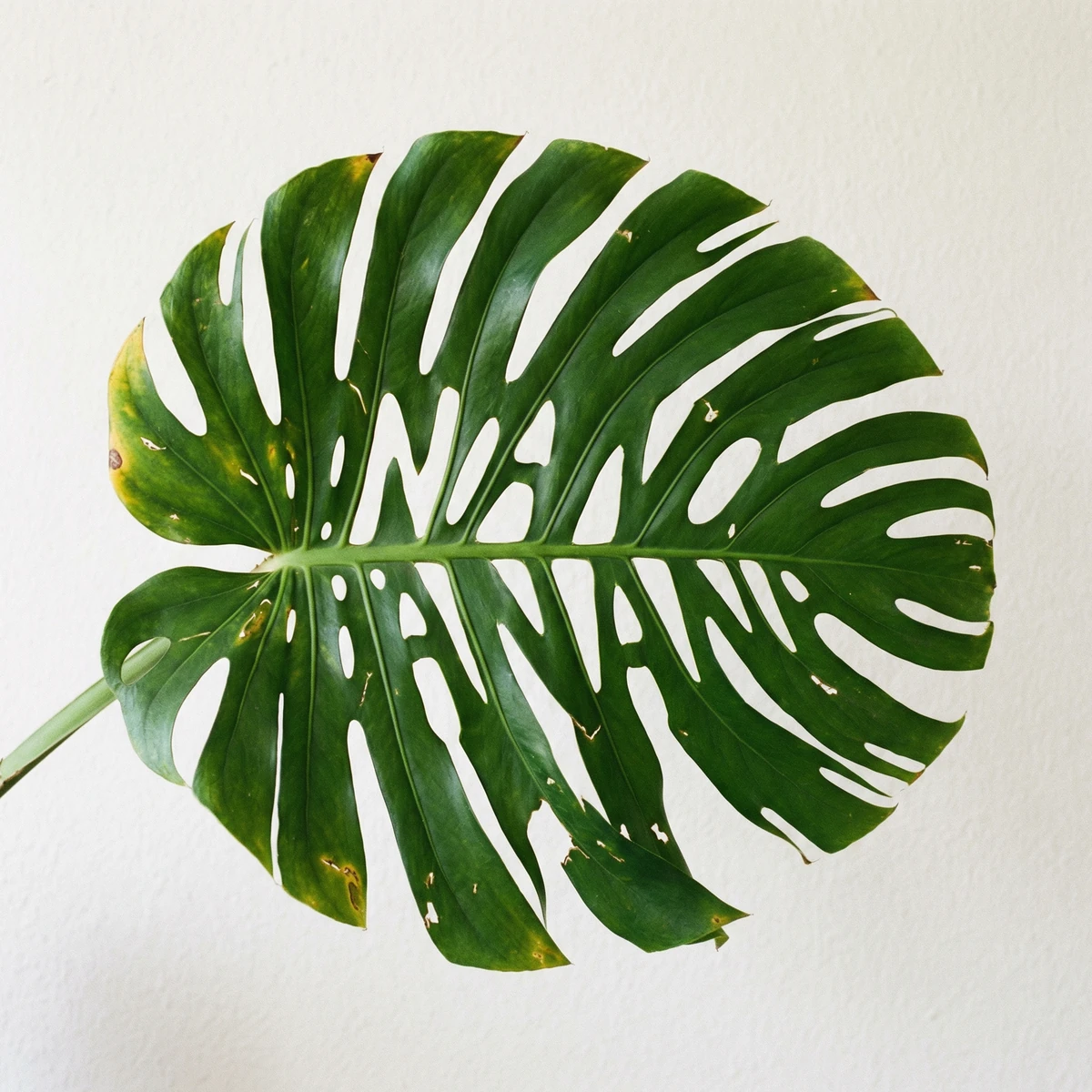 A photo of a monstera leaf against a simple backdrop, cleverly and organi...